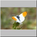 Anthocharis cardamines - Aurorafalter m05.jpg